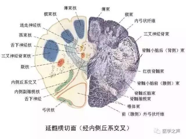 绘制神经系统的生理解剖图,人体骨骼血管神经系统解剖图