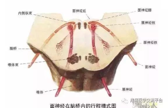 绘制神经系统的生理解剖图,人体骨骼血管神经系统解剖图