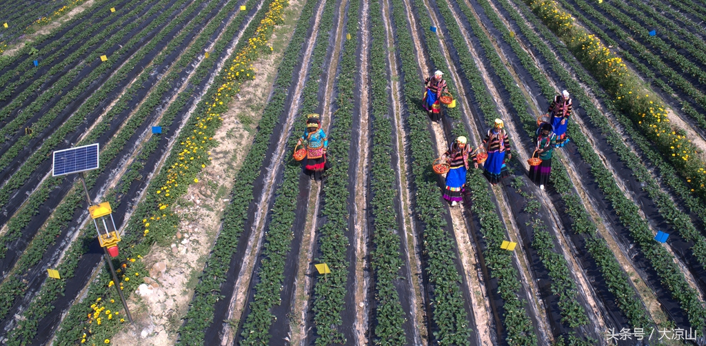 凉山德昌县草莓价格今日行情,德昌草莓批发价格