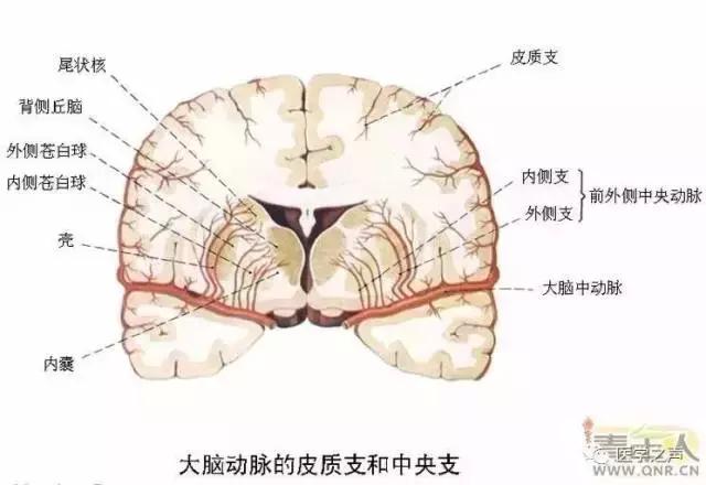 绘制神经系统的生理解剖图,人体骨骼血管神经系统解剖图