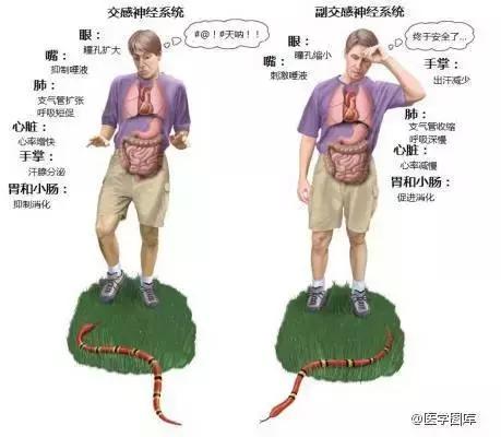 绘制神经系统的生理解剖图,人体骨骼血管神经系统解剖图