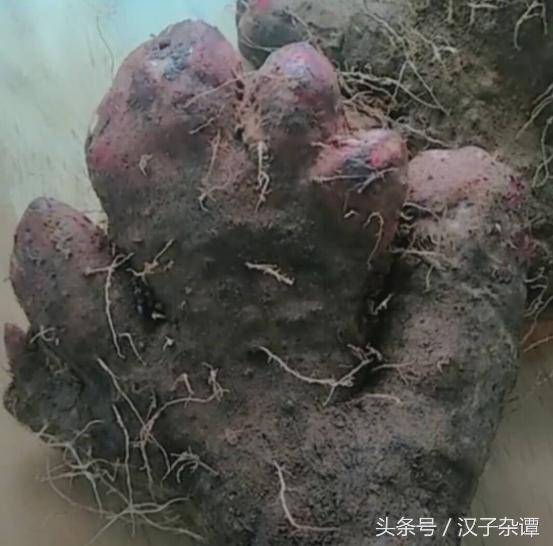 看似熊掌，实则佛掌，形象到不忍心下筷