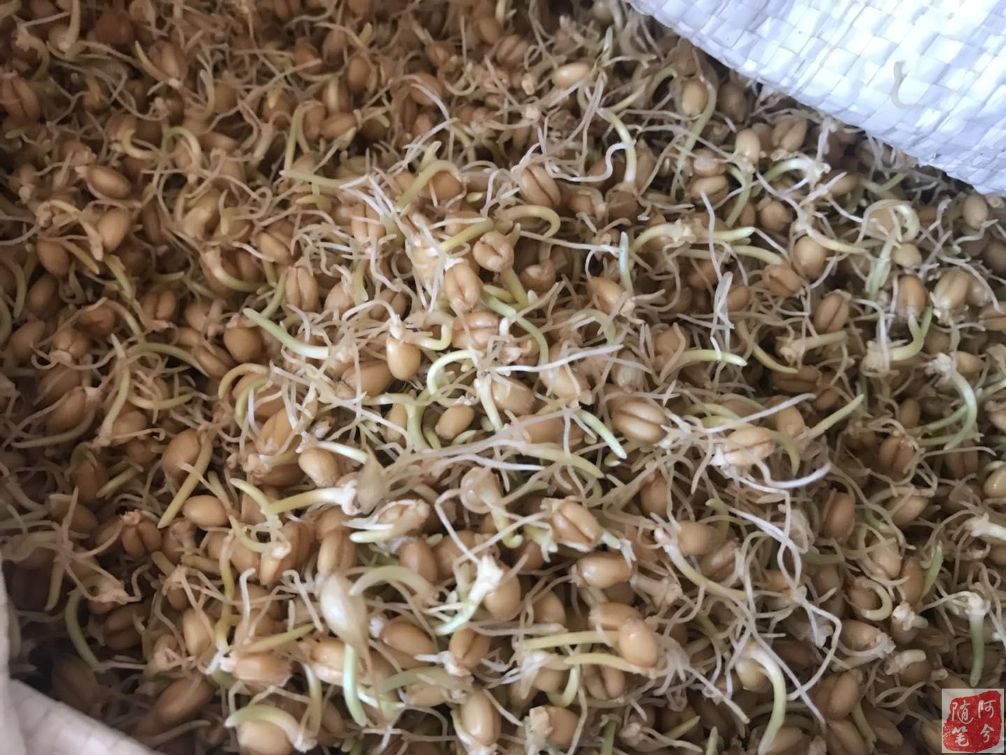 农村婆婆一把麦芽，媳妇两天回奶，肠子都悔青了