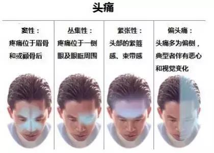 绘制神经系统的生理解剖图,人体骨骼血管神经系统解剖图