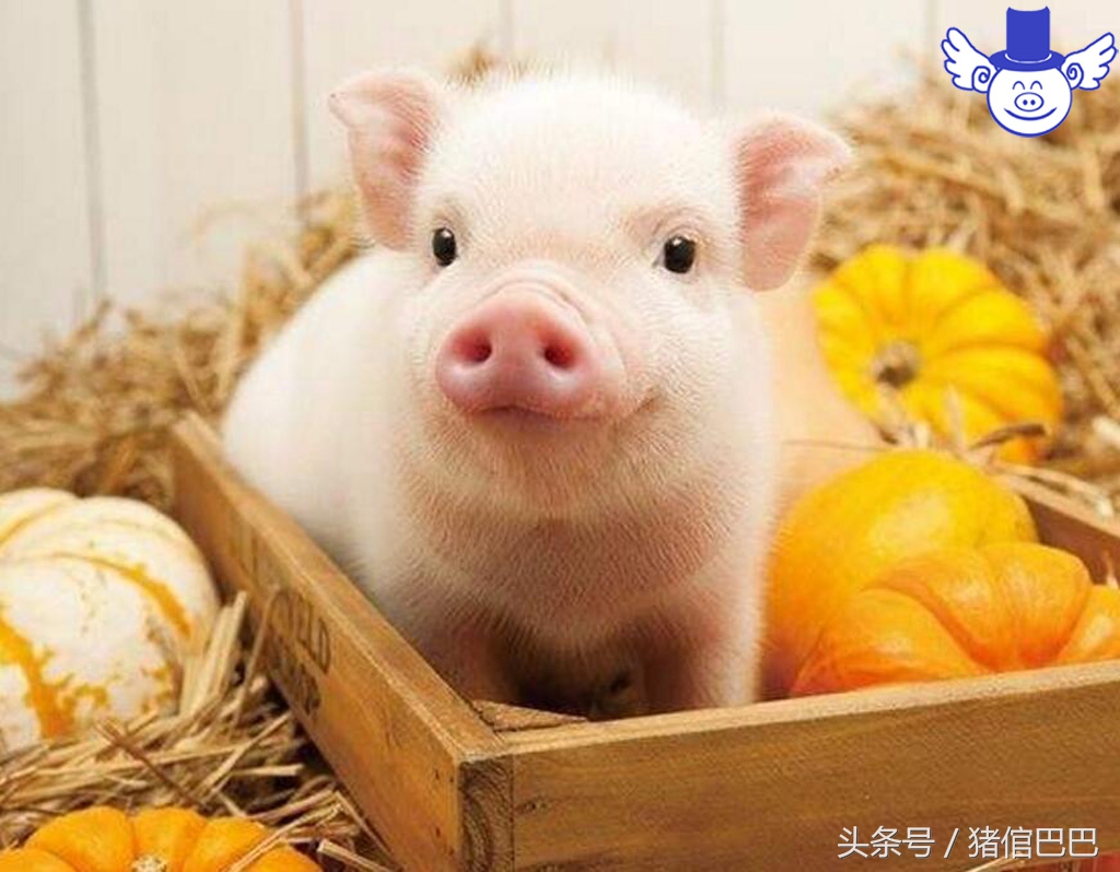 猪肉膘有发黄点是怎么回事,猪肉黄膘是病吗