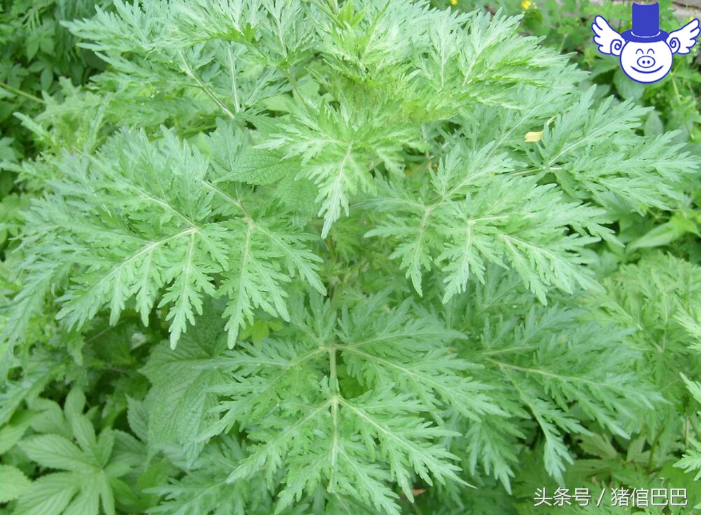 猪肉膘有发黄点是怎么回事,猪肉黄膘是病吗