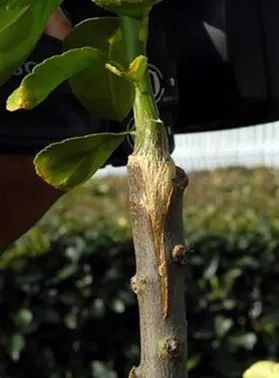 柑橘黄化隐形杀手,柑橘黄叶死苗是什么病