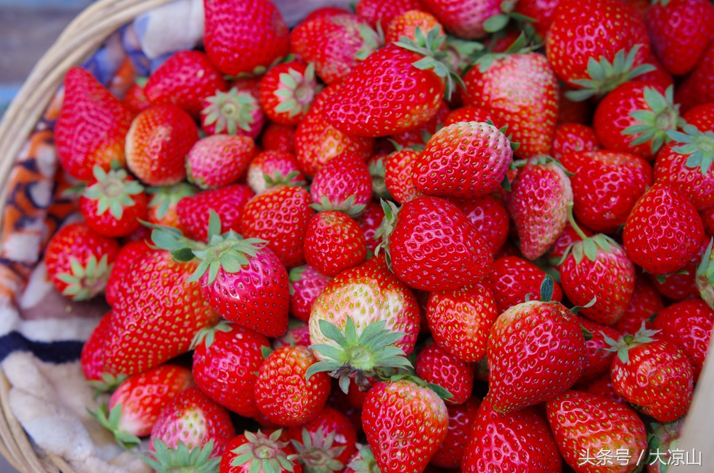 凉山德昌县草莓价格今日行情,德昌草莓批发价格