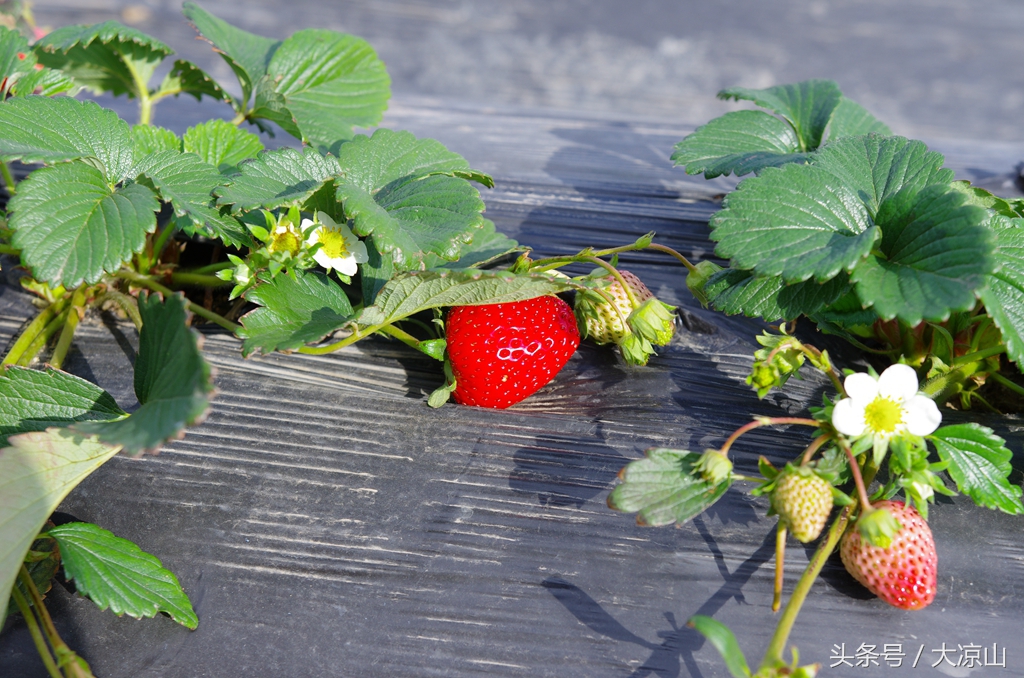 凉山德昌县草莓价格今日行情,德昌草莓批发价格