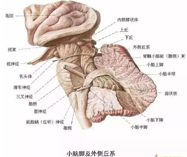 绘制神经系统的生理解剖图,人体骨骼血管神经系统解剖图