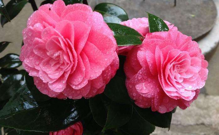 花盆的鲜花如何延长开放时间,如何让花卉开放持久