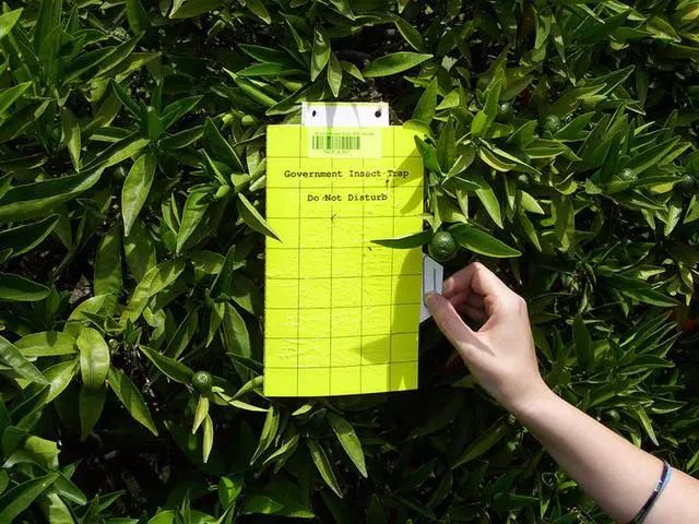 柑橘黄化隐形杀手,柑橘黄叶死苗是什么病