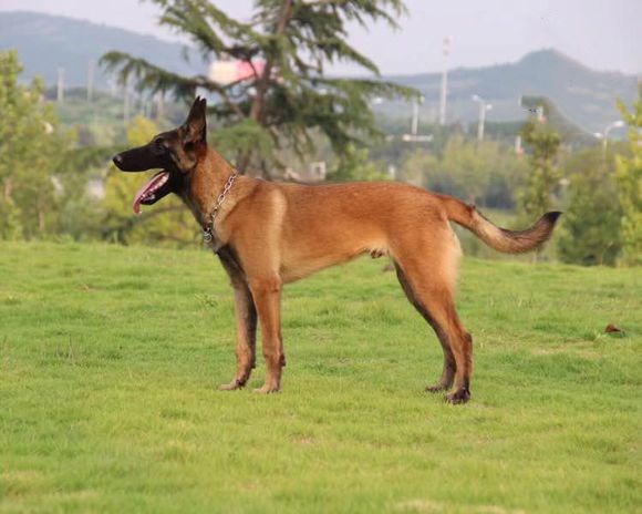 马犬应该如何训练基本科目用啥方法