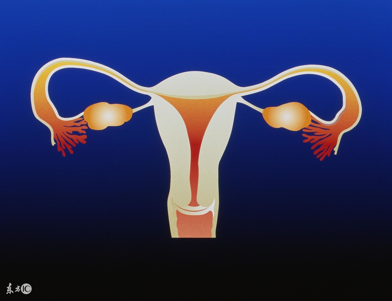 孕妇宫口开五指到生还要多长时间,孕妇分娩开十指是多大