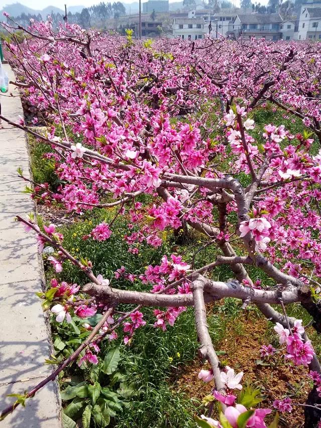 贵州最富的土豪村,贵州省最穷10大县