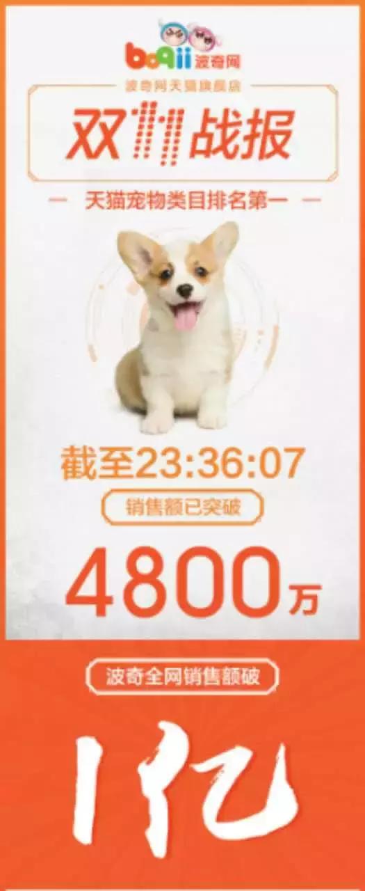 首家日销过亿的宠物公司!波奇网做对了什么?