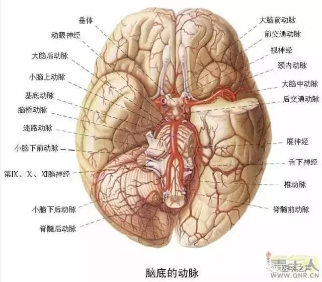 绘制神经系统的生理解剖图,人体骨骼血管神经系统解剖图