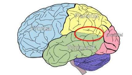 爱因斯坦大脑与众不同的奥秘所在,爱因斯坦大脑为什么比较聪明