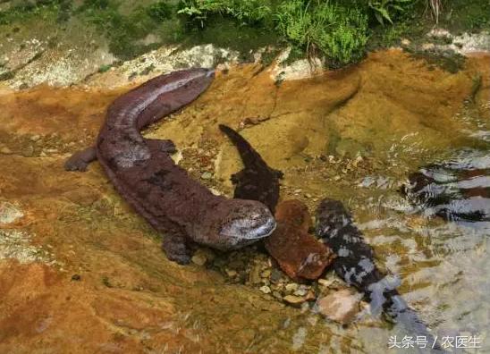 特种养殖致富的视频,特种养殖套路有哪些呢