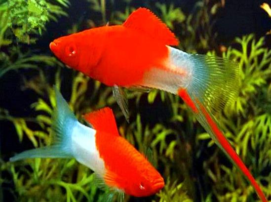 热带剑尾鱼生崽吗,热带小型鱼观赏鱼