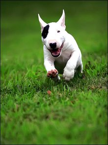 牛头梗资料介绍,迷你牛头梗百科内容