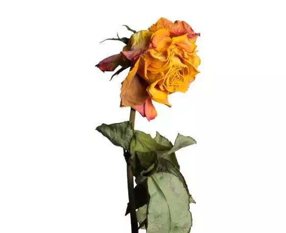 玫瑰养不开就枯了怎么办,玫瑰烂瓣怎么办