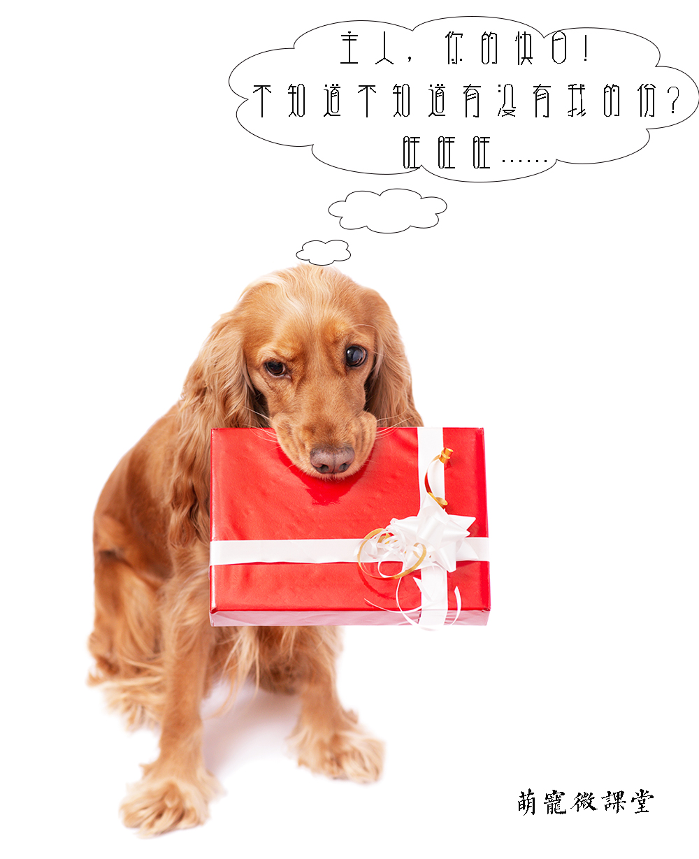 新手养狗超全狗狗绝育指南,宠物冷知识合集