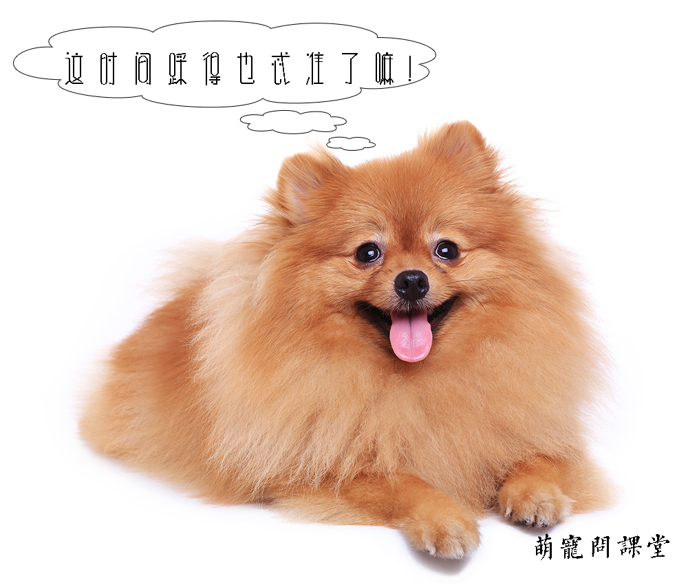 新手养狗超全狗狗绝育指南,宠物冷知识合集