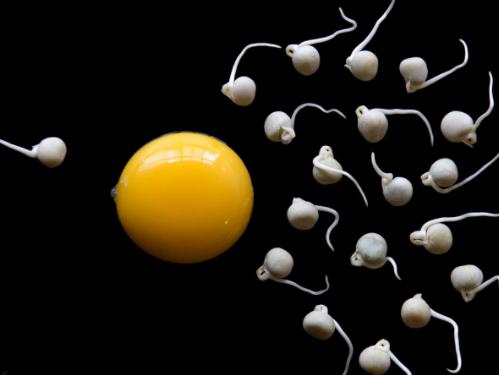 有关精子的5个真相,精子秘密