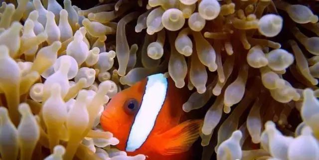 帕劳旅游攻略详解,帕劳旅游攻略六天