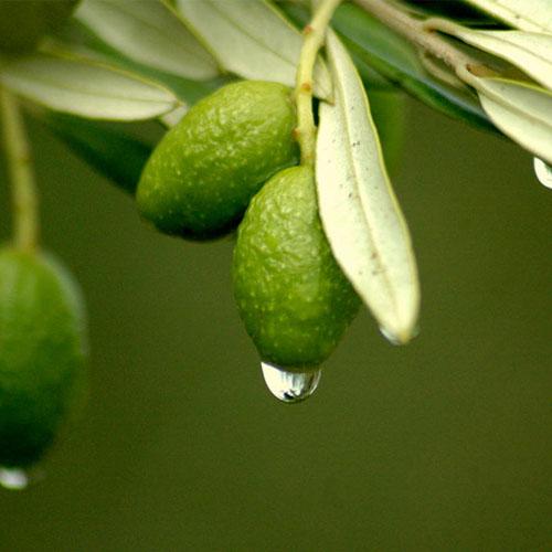 适合秋冬养生的水果,秋冬季节水果有哪些