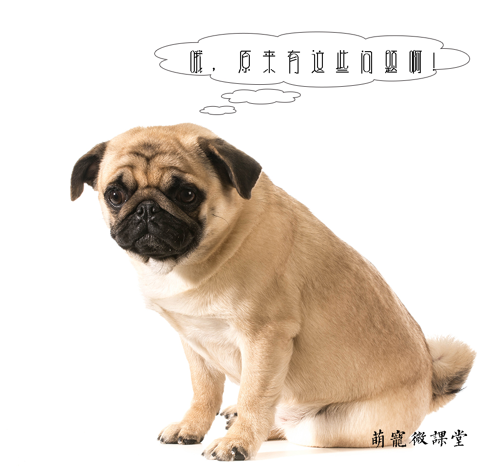 新手养狗超全狗狗绝育指南,宠物冷知识合集