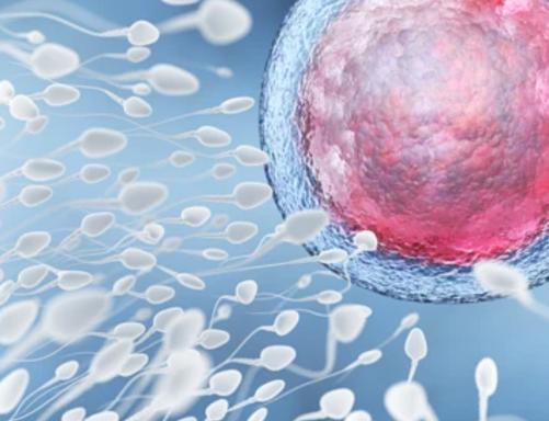 有关精子的5个真相,精子秘密