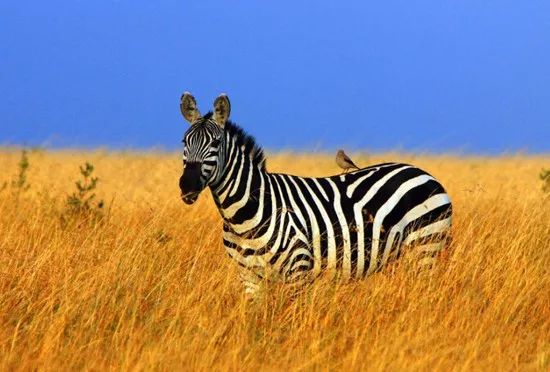 旅行的意义作文1000字,陈绮贞经典歌曲旅行的意义