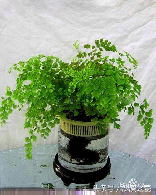 高温浇水的办法,一盆水可以增加空气湿度吗