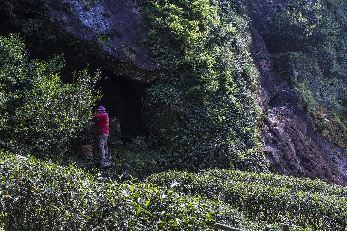 真假大红袍,真假大红袍茶叶鉴别方法