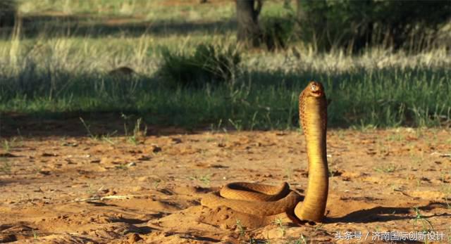 这34个间谍，每天只干一件事：*窥偷**！还拍成电影全球上映？