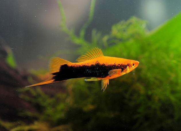 热带剑尾鱼生崽吗,热带小型鱼观赏鱼