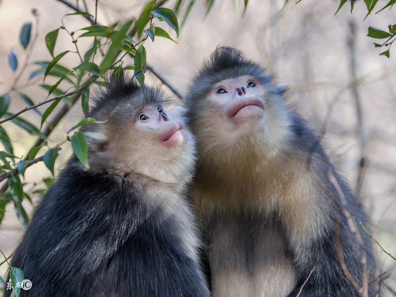 2018年属猴全年运势及分解,属猴2018年全年运势及运程