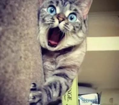 金星怒怼景区翡翠*局骗**，被坑18000买了对“赠品货”假手镯！