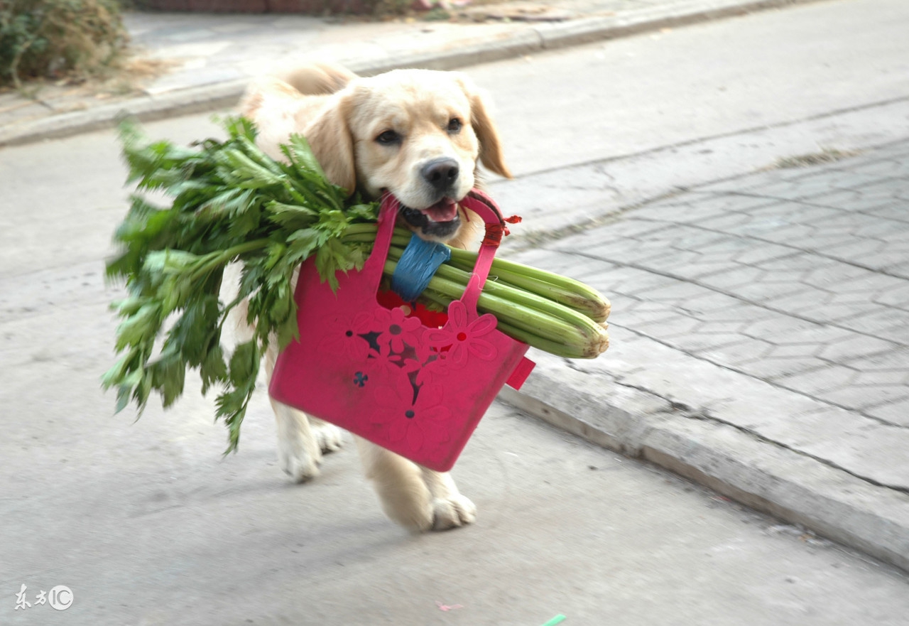 哈士奇不能吃什么食物,哈士奇可以随便吃东西吗