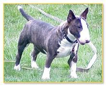 牛头梗资料介绍,迷你牛头梗百科内容