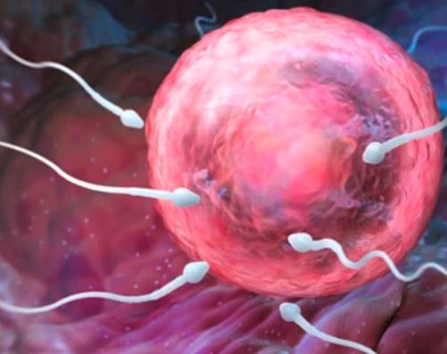 有关精子的5个真相,精子秘密