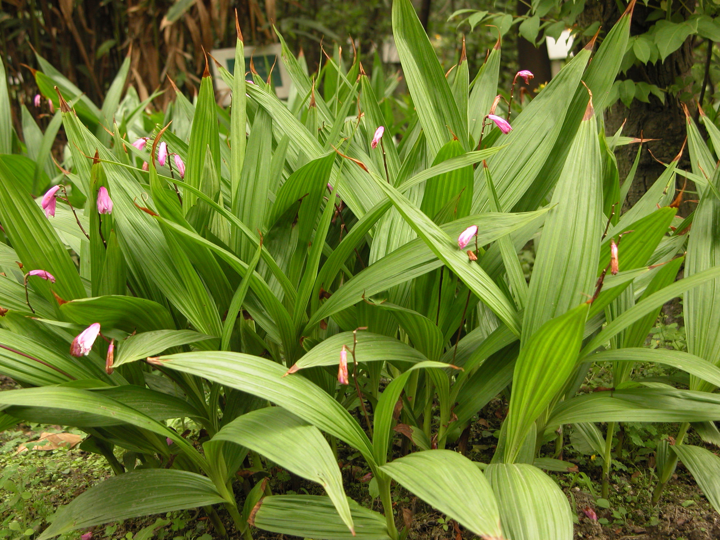 中药白芨的功效与主治是什么,白芨的功效与作用倪海厦