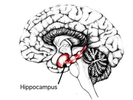 爱因斯坦大脑与众不同的奥秘所在,爱因斯坦大脑为什么比较聪明