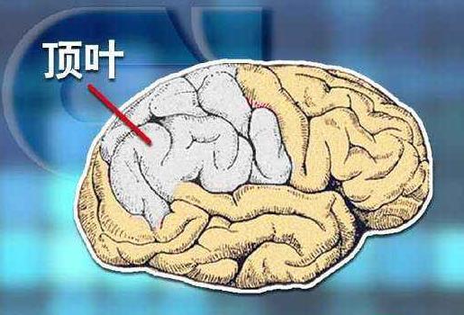 爱因斯坦大脑与众不同的奥秘所在,爱因斯坦大脑为什么比较聪明