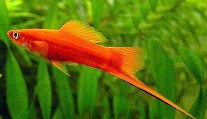 热带剑尾鱼生崽吗,热带小型鱼观赏鱼