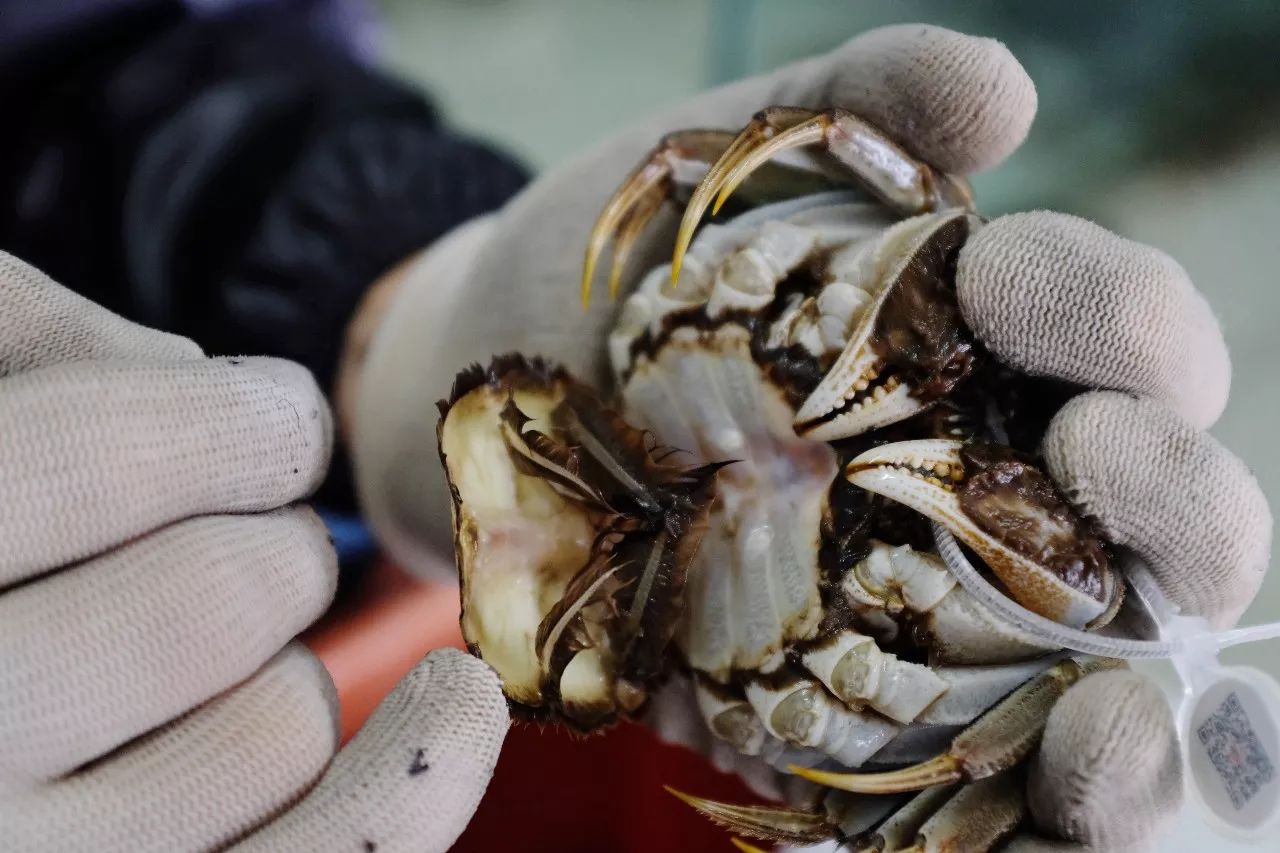 没有螃蟹的秋天怎么办,没有蟹的中秋