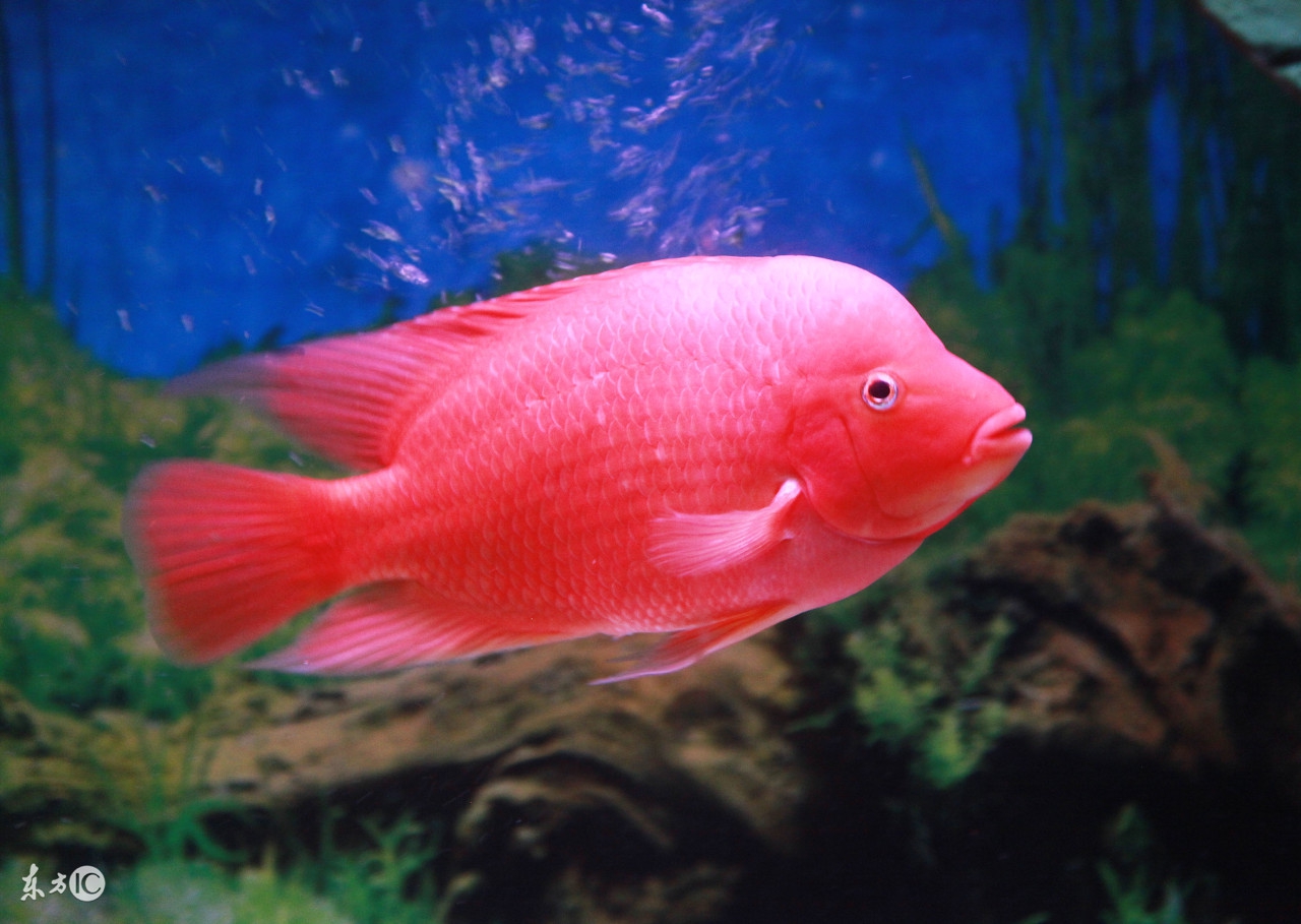 常见淡水观赏鱼《养殖方法》血鹦鹉
