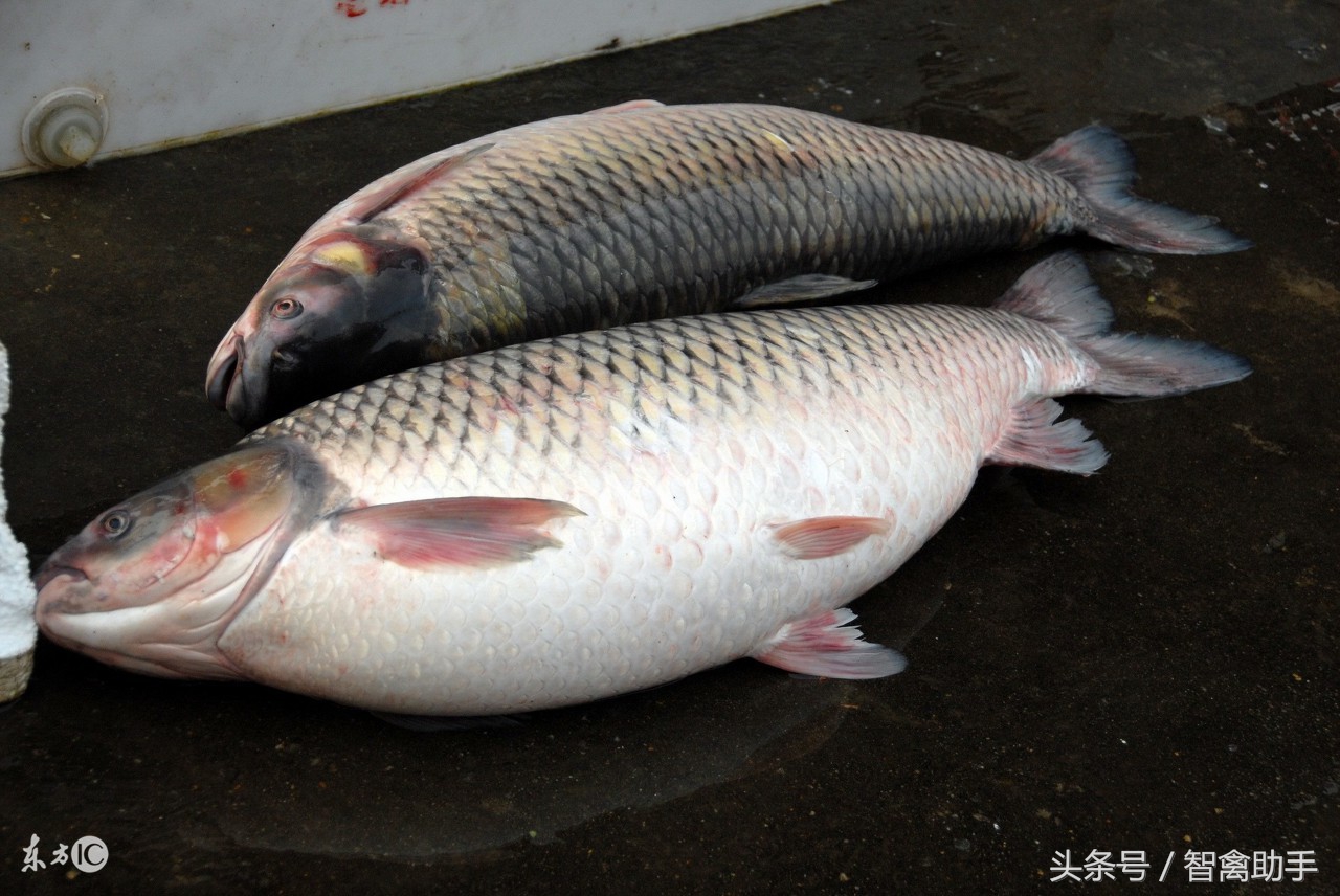 草鱼寄生虫病怎么防治,草鱼肠炎病的防治技术